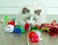 20pc Cat Toys Variety Pack for Indoor Cats