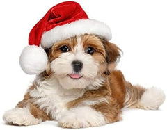 2Pcs Mini Dog Santa Hat for Dog