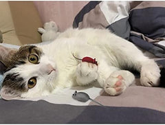 3 Random Colors Soft Small Cat Toys for Indoor Cats