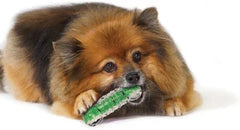 Bone Water Bottle Alternative Dog Chew Toy