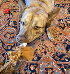 Chicken Stuffless Dog Toy with Squeaker For All Dogs