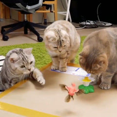 Cute Electric Butterfly/HummingBird Cat Teaser Toy