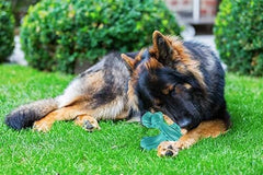 Durable Starfish Cleaning Toothbrush Toy