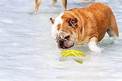 Durable Starfish Cleaning Toothbrush Toy