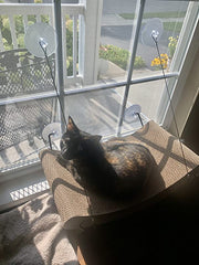 Easy Mount Scratcher Kitty Sill