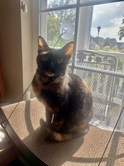 Easy Mount Scratcher Kitty Sill