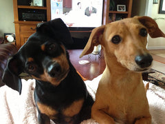 Hide and Seek Dog Toys and Puppy Toys