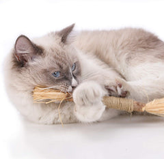 Kitten Teething Chew Toy for Aggressive chewers