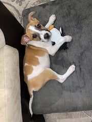 Penguin Ultrasonic, Soft Plush, Chew Resistant