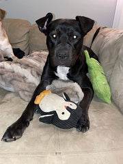 Penguin Ultrasonic, Soft Plush, Chew Resistant