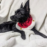 Soft Collar with Bells