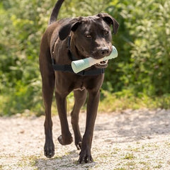 Stick Clinically Proven to Remove Plaque