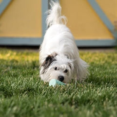 Stick Clinically Proven to Remove Plaque