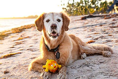 Zoo Balloons Squeaky Dog Toy