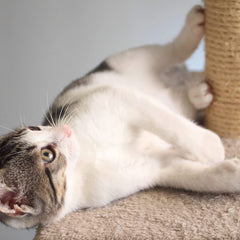 3 Scratching Posts Scratching Deterrent Tree for Indoor Cats