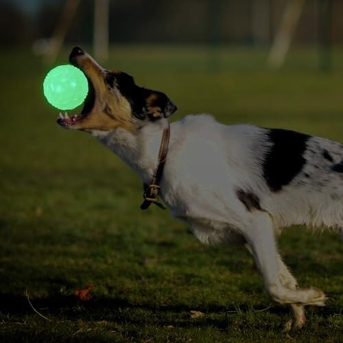 4-Pack Bouncy Glow in The Dark Dog Ball with Squeaker