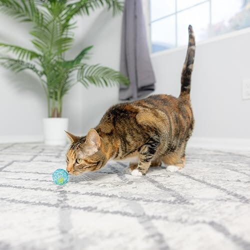 4 pcs Colorful Toys to Entertain Indoor Cats and Kittens