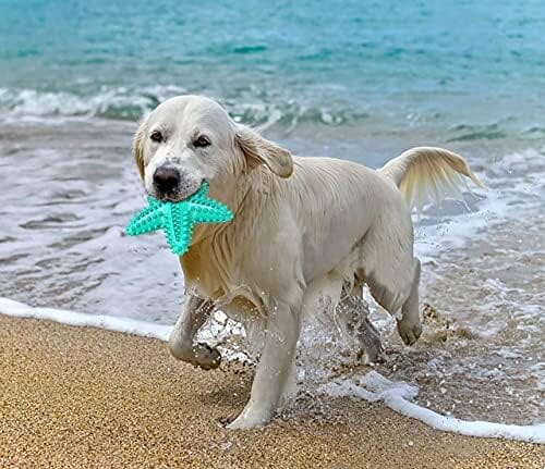 Durable Starfish Cleaning Toothbrush Toy