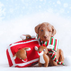 Hide and Seek Dog Toys and Puppy Toys