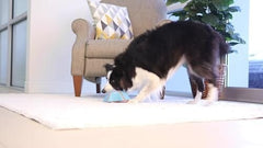 Indoor Super Slider Dog Self Fetch Squeaker Toy