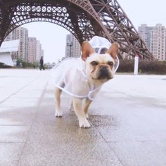 Pet Transparent Raincoat