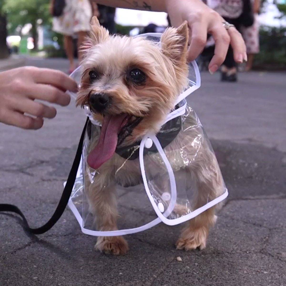 Pet Transparent Raincoat