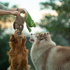 Squeaky Disk & Built-in Rope Dog Plush Toy for Dogs of All Breeds (Sloth)