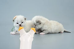Two Silicone Nipple Feeding for Newborn Kittens
